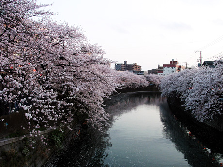 大岡川と桜(横浜市)